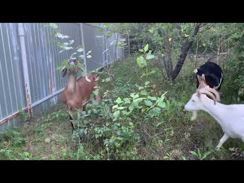 Видео: Козы…реклама…//