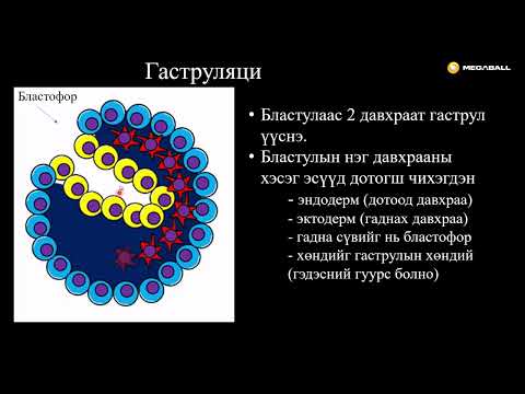 Видео: Биологи №19 Хөврөлийн хөгжил