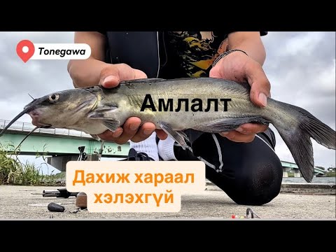 Видео: Загасчлал: Channel Catfish 