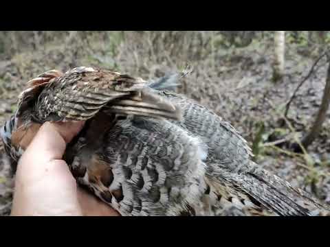 Видео: Проверка капканов, трудовой лисовин.