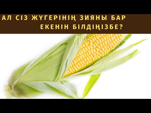 Видео: Жүгеріні кімдерге жеуге болмайды?Жүгері пайдасы мен зияны.