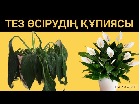 Видео: ӘЙЕЛ БАҚЫТЫ ГҮЛІҢІЗ ЖАЙҚЫЛСЫН ДЕСЕҢІЗ ДҰРЫС КҮТІМІНІҢ ҚҰПИЯСЫН БІЛУ КЕРЕК