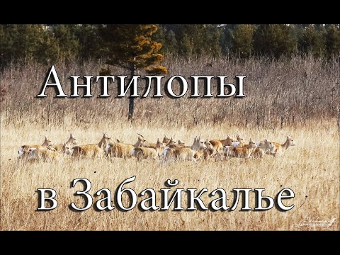 Видео: Забайкальский край. ФИЛЬМ про Дзеренов