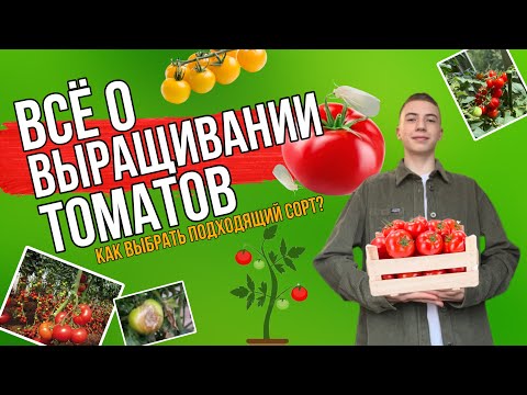 Видео: ВСЁ О ВЫРАЩИВАНИИ ТОМАТОВ! Какой сорт выбрать?