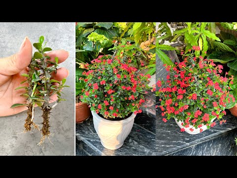 Видео: Прекрасные идеи ландшафтного дизайна с Euphorbia geroldii и простым размножением