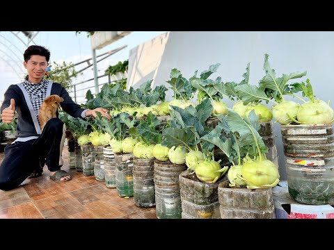 Видео: Я не мог поверить, что выращивать кольраби на полугидропонике так просто и эффективно!