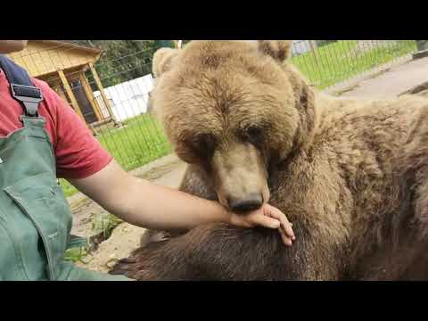 Видео: Мысли вслух о взаимоотношениях о взаимоотношении людей и диких зверей.