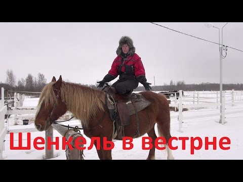 Видео: Шенкель в вестерн седле.