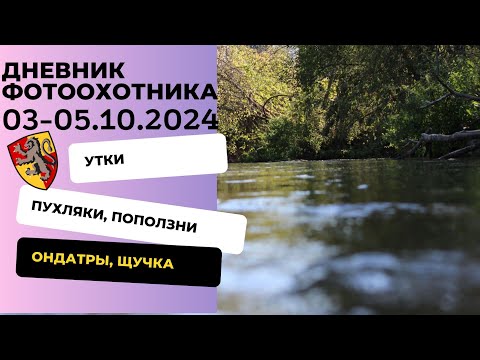 Видео: Утки, пухляки и поползни, хатка ондатры. Дневник фотоохотника 3-5.10.2024.