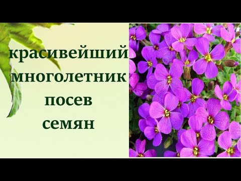 Видео: ОБРИЕТА, АУБРЕЦИЯ,  ПОСЕВ НА РАССАДУ, ОБРИЕТА ВЫРАЩИВАНИЕ СЕМЕНАМИ.