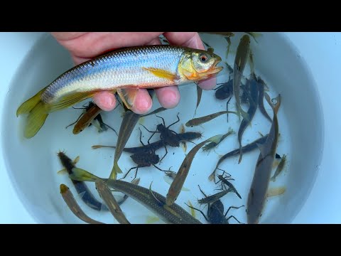 Видео: В середине зимы в Японии в реке поймали большое количество огромной рыбы.