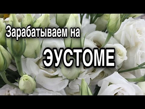 Видео: Технология выращивания эустомы | Поставщик посадочного материала