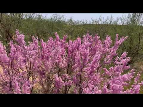 Видео: Калмыкия. Барханы и розовое озеро среди степей, и Марс
