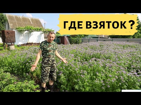 Видео: Медоносы для пчел