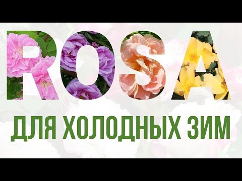 Видео: Розы для холодных зим. (Гибриды морщинистой и Канадские розы)