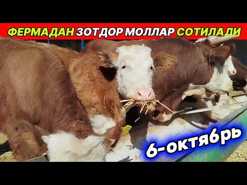 Видео: ФЕРМАДАН ЗОТДОР МОЛЛАР СОТИЛАДИ Мухиддин оғани фермаси Хонқа олажа 6-октября 2025 г.