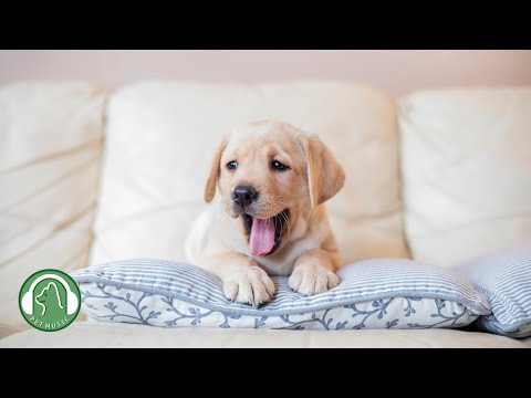 Видео: Музыка для одиноких собак🐶Как расслабить собаку в моем доме🎵Музыка для снятия стресса у собак