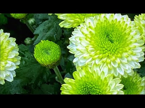 Видео: Бакча гулдорун🌿🌿🌿 кышка даярдайбыз🌺🌺🌺