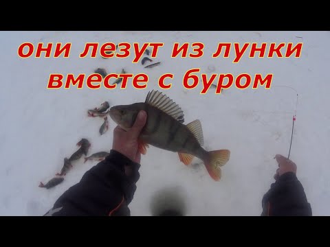 Видео: Сколько же тут рыбы? Рыба лезет из лунки вместе с буром. Не изданное.