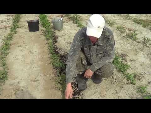 Видео: Эко14 ЗОЛА картофель ЗОЛА 12,08,17