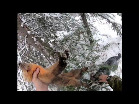 Видео: В ТАЙГУ НА ДВЕ НЕДЕЛИ/ ОХОТА С ЛАЙКАМИ/ ПЕРВЫЙ СОБОЛЬ СЕЗОНА/ 17 СЕРИЯ!