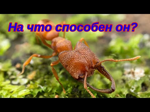 Видео: The Ants. Мудрый Берсеркер