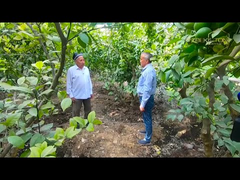 Видео: Mening bog`im | Асакада сунъий иситиш воситасисиз лимон етиштириш усули [23.09.2022]