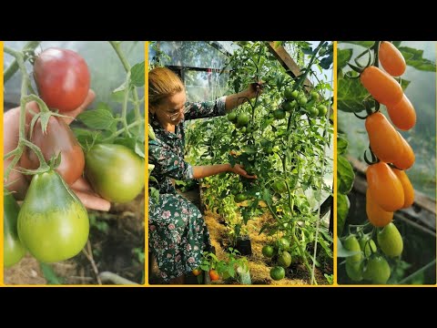 Видео: Будут ли  помидоры в 2022 ?! Давайте посмотрим !