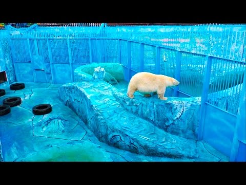 Видео: Идем в Зоопарк смотреть на большого слона, тигра, черепах, льва, медведей и других животных