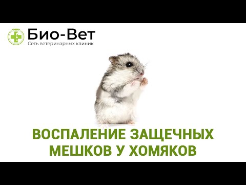 Видео: Воспаление Защечных Мешков у Хомяков 🐹 Причины и Лечение // Сеть Ветклиник БИО-ВЕТ