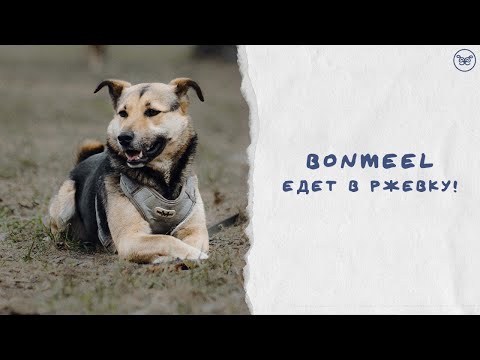 Видео: Как живут 200 собак без дома? Мы в приюте «Ржевка»!