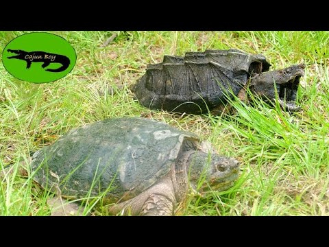 Видео: Обыкновенная каймановая черепаха против аллигаторовой каймановой черепахи!