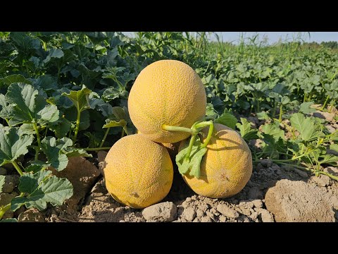 Видео: БУНАКАСИНИ КУРМАГАНСИЗ !!! ЭРТАКИ EYLUL F1 КОВУН НАМАНГАН ВИЛОЯТИДА