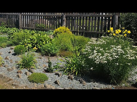 Видео: Молодой сад спустя месяц🌿Новинки и изменения🌸