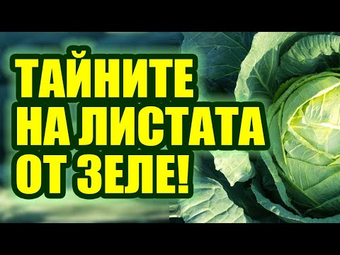 Видео: Листа от зеле изсмукват всички болести от тялото. Топ рецепти със зелеви листа и зелев сок!