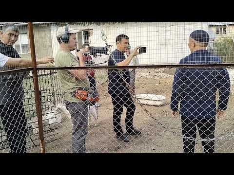 Видео: Сәбит ағамыздың ешкі шаруашылығы Каскелен 24.04.2023жыл Бекет