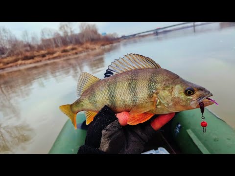 Видео: ОСЕННИЙ ЖОР ОКУНЯ. Ультралайт, микроджиг. Новокузнецк