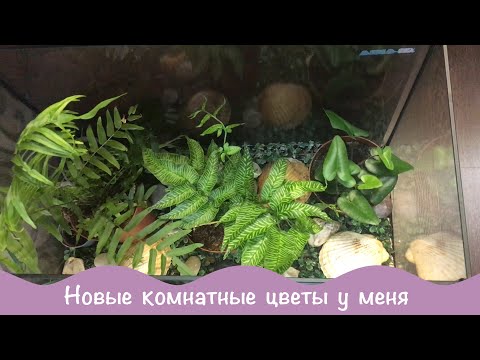 Видео: Новинки. Аглаонема Суматра. Папоротник Кониограмма.