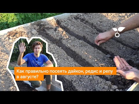 Видео: Как правильно посеять дайкон, редис и репу в августе?