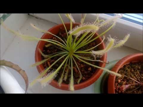 Видео: МОИ РОСЯНКИ: о растениях и уходе