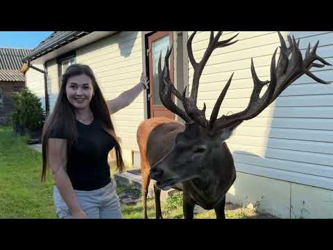 Видео: Олень Борис любить різноманіття 15.08.25 #irysik3076 #deer #animals #олень #оленьборис #оленьборя
