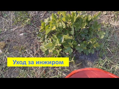 Видео: Об инжире. Поливаю, подкармливаю.