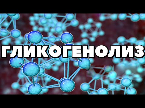 Видео: Гликогенолиз.Распад гликогена.Мобилизация гликогена.