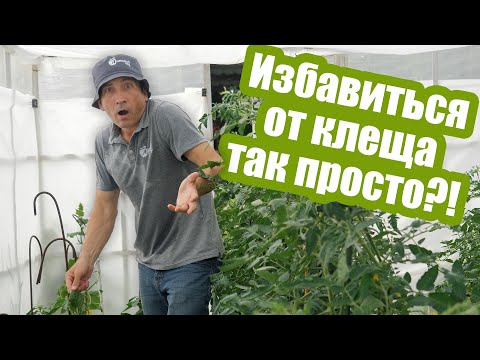 Видео: Чем обработать ТЕПЛИЦУ ОТ ПАУТИННОГО КЛЕЩА? Вредитель ЭТОГО очень не любит!