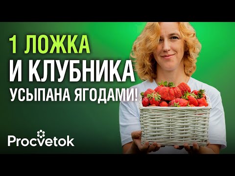 Видео: КЛУБНИКЕ ПОСЛЕ СБОРА ЯГОД ОБЯЗАТЕЛЬНО! Подкормка, обработка, обрезка листьев и другие важные работы