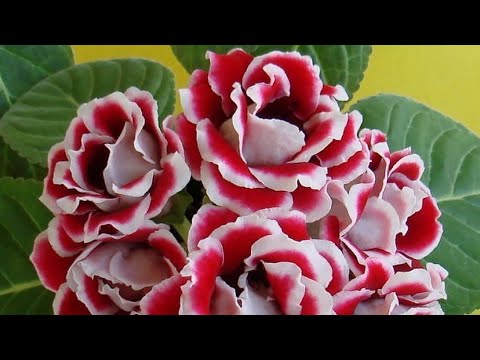 Видео: СЕКРЕТЫ выращивания глоксинии, пересадка, уход, подкормки