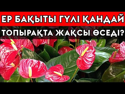 Видео: ЕР БАҚЫТЫ ГҮЛІН ДҰРЫС ТОПЫРАҚҚА ОТЫРҒЫЗУ