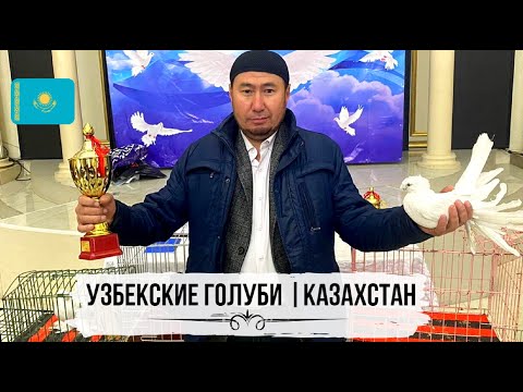 Видео: Узбекские голуби Талгата Пашекеева г. Арысь, Казахстан 🇰🇿 Usbekische Tauben