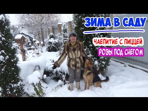 Видео: ЗИМНЯЯ СКАЗКА в САДУ! Не успели укрыть РОЗЫ? - под снегом ТЕПЛО! ЧАЕПИТИЕ и ПИЦЦА в зимнем саду!