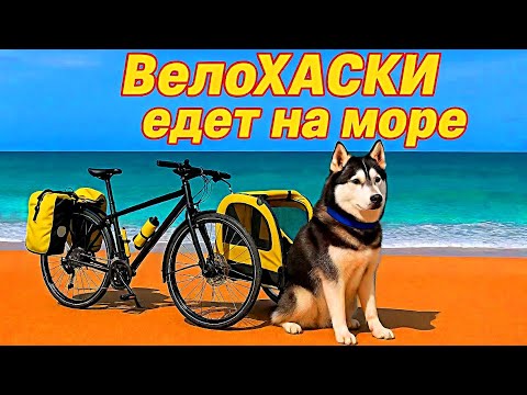 Видео: Собака, море и велоприцеп: велопутешествие мечты